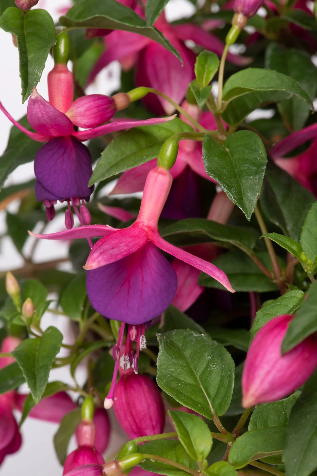Fuchsia Windchimes Pink Purple