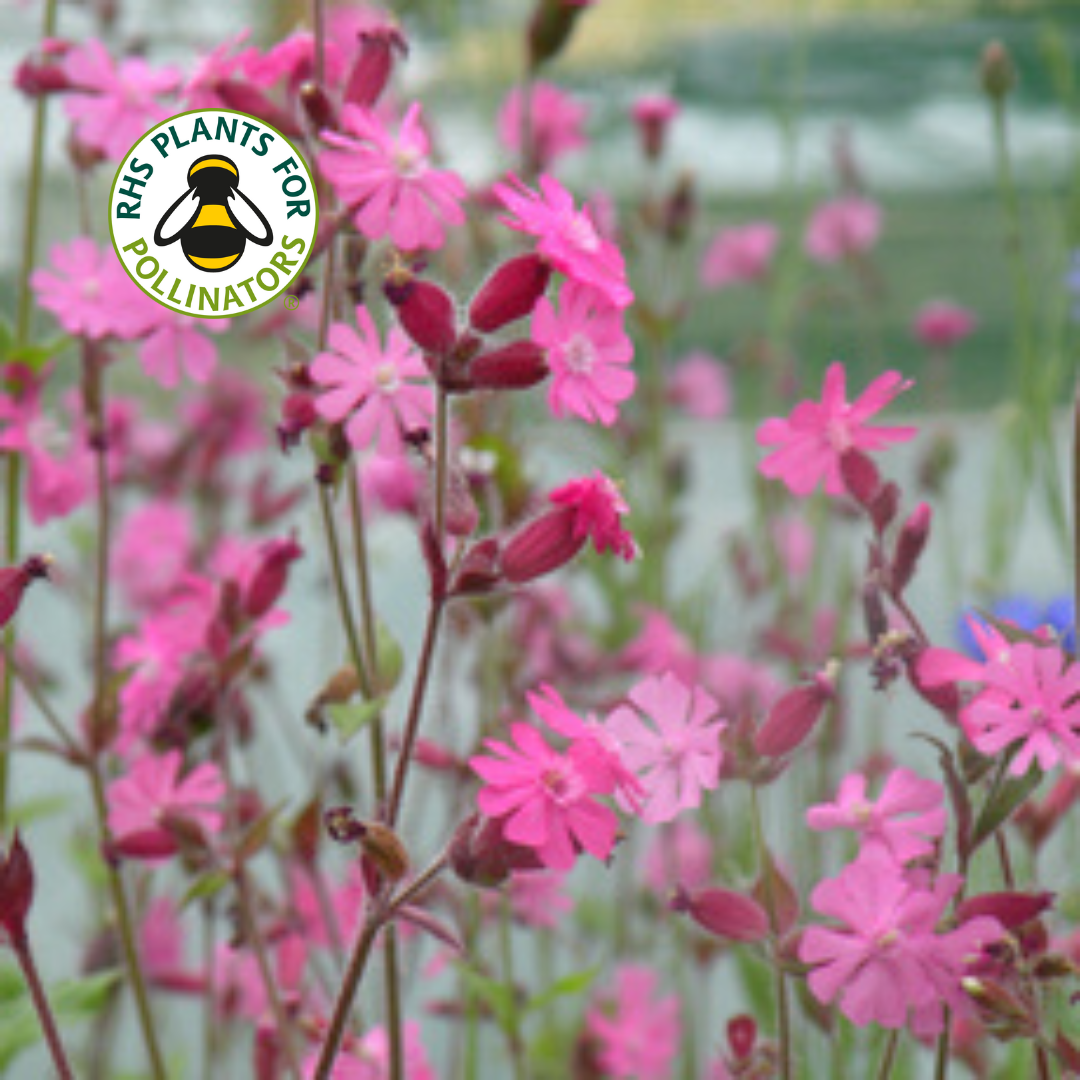 Wildflower - Red Campion