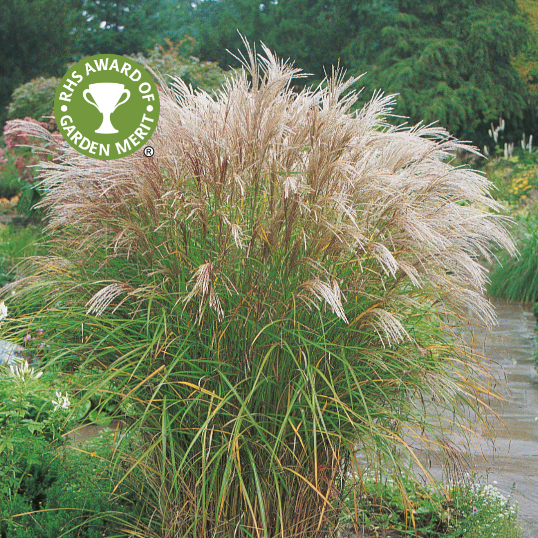 Miscanthus Kleine Silberspinne