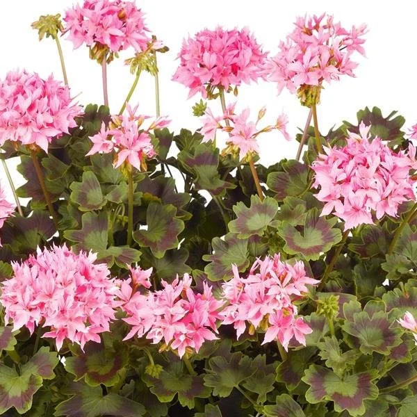 Geranium/Pelargonium Summer Twist Rose White