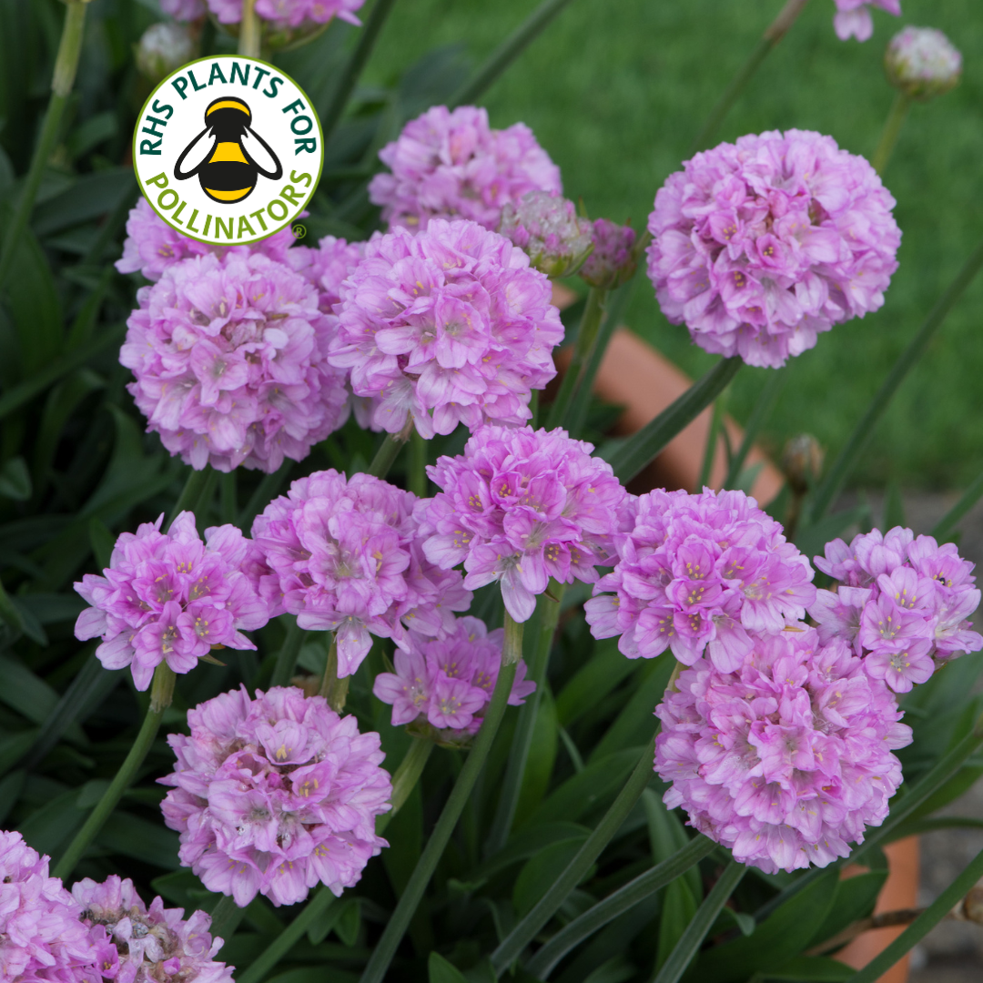 Armeria Dreameria Dreamland