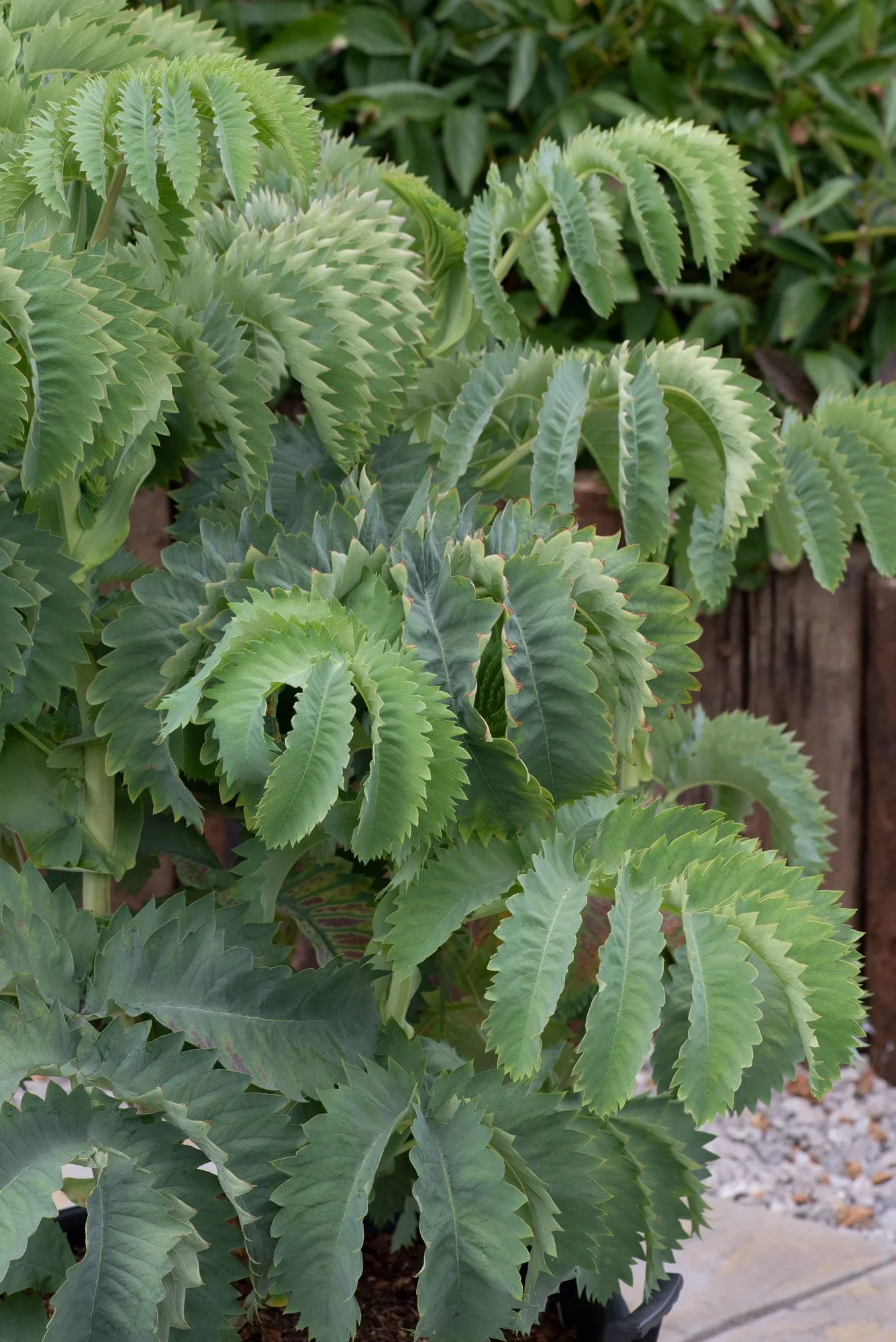 Melianthus Antonow's Blue