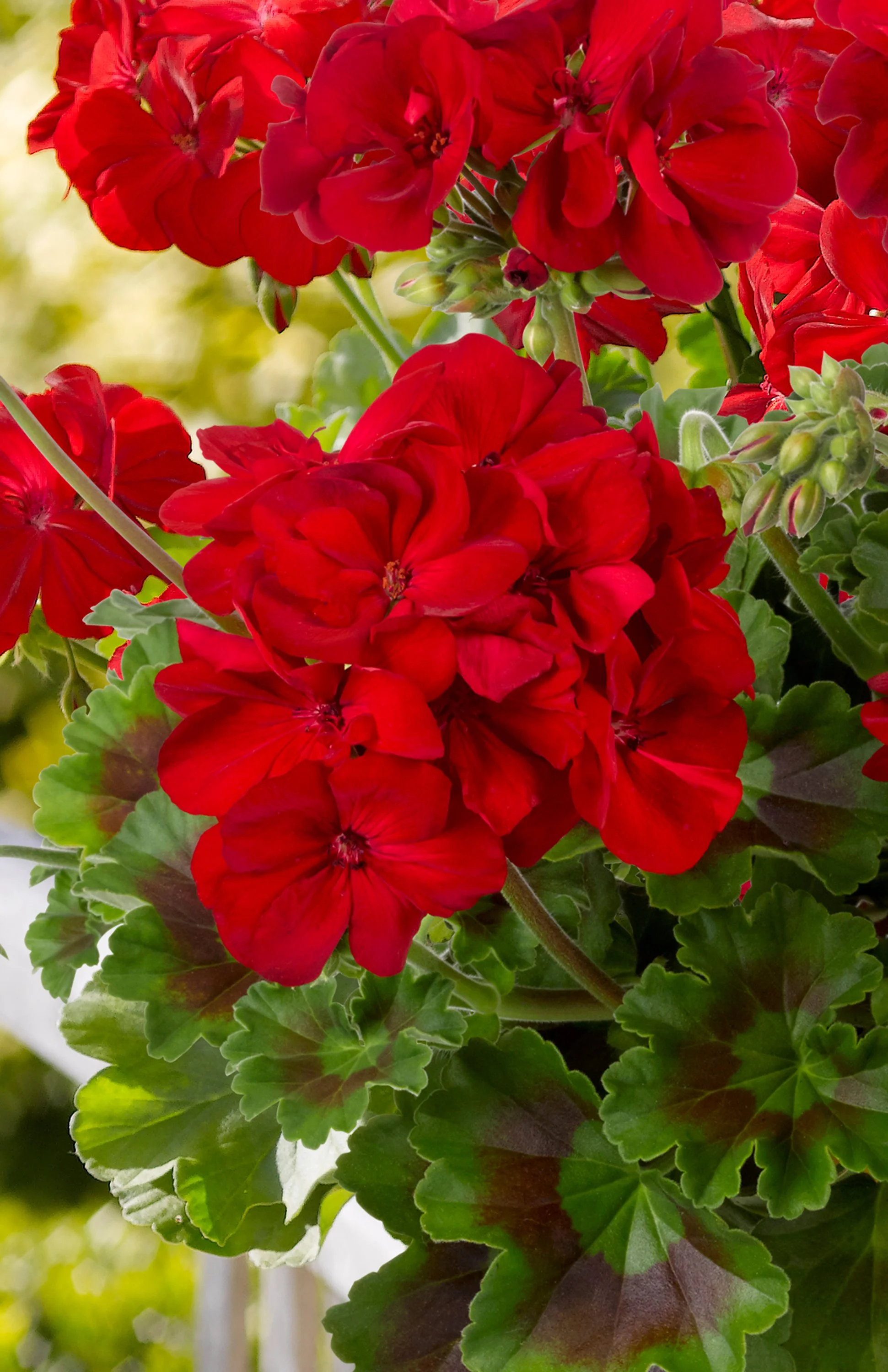 Geranium/Pelargonium Galaxy Dark Red