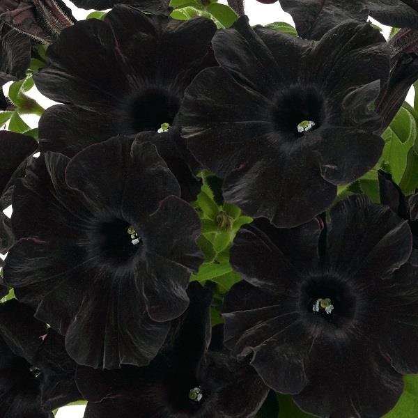 Petunia Go!Tunia Black