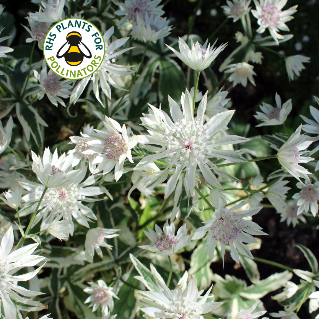 Astrantia Sparkling Stars Diamond 