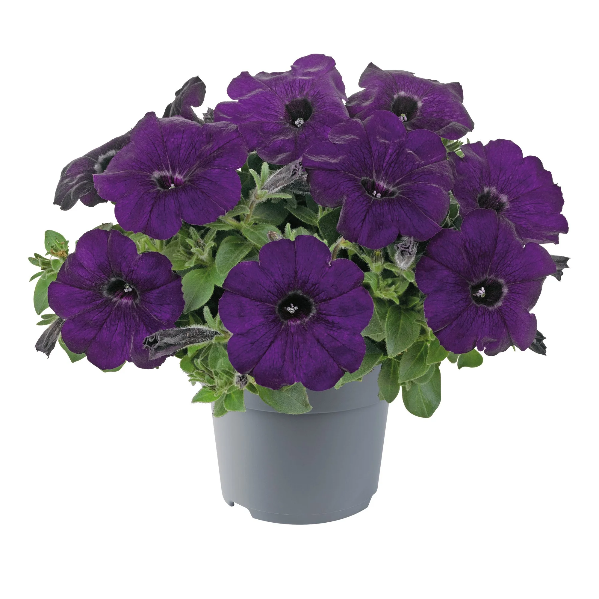 Petunia Go!Tunia Dark Blue