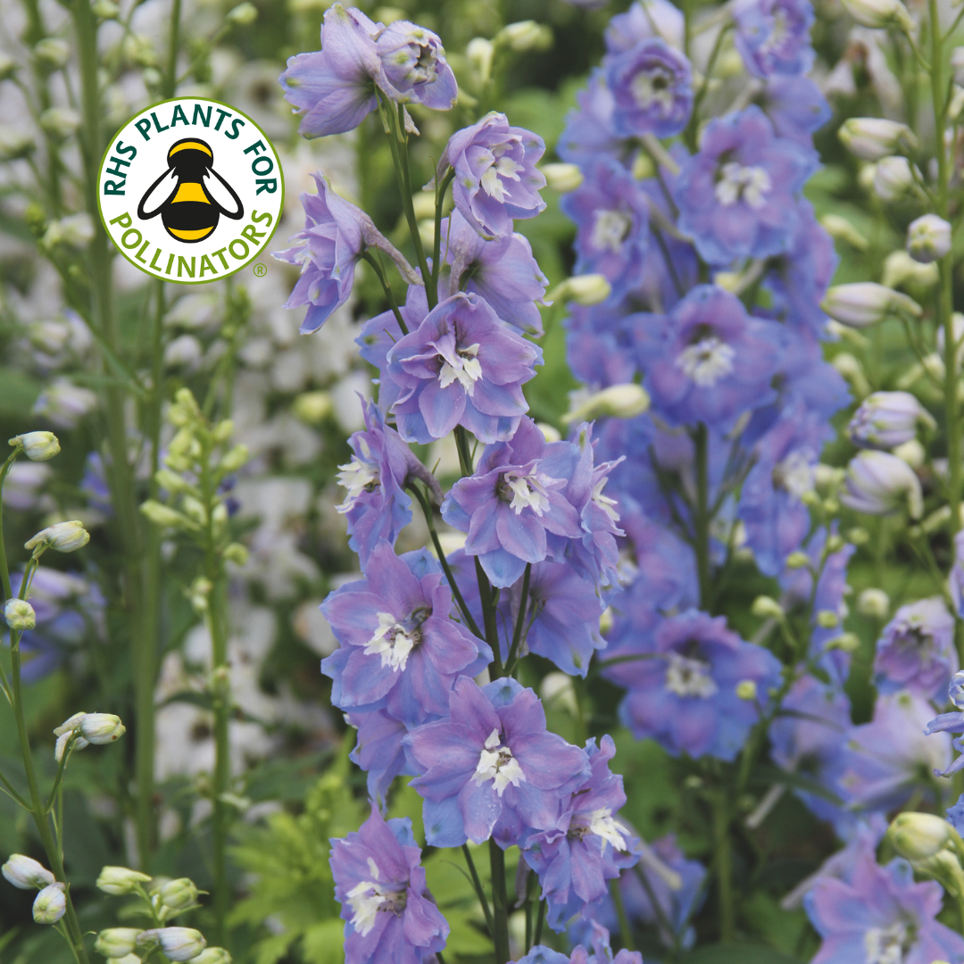 Delphinium Magic Fountain Sky Blue White Bee