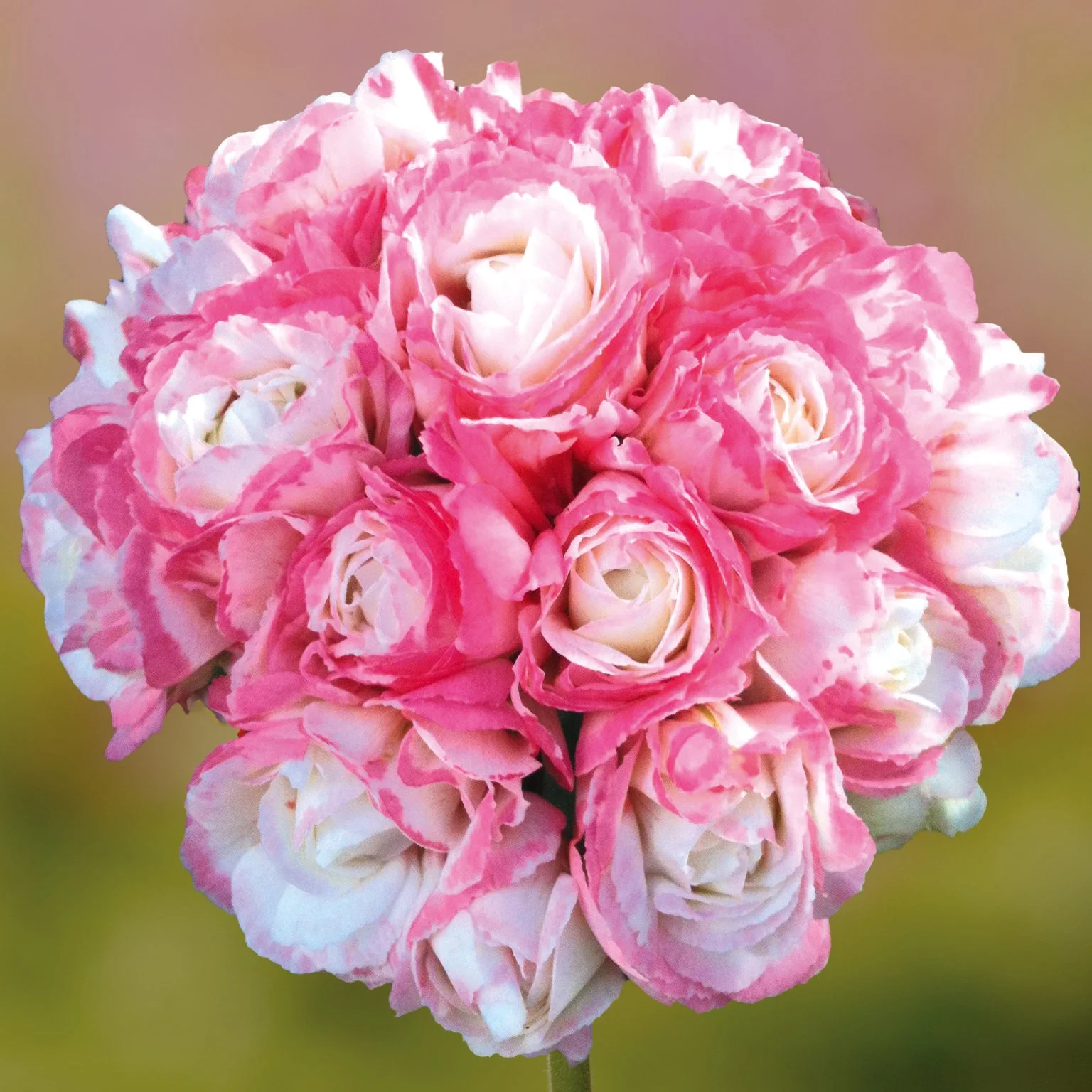 Geranium/Pelargonium Grandeur Deco Appleblossom