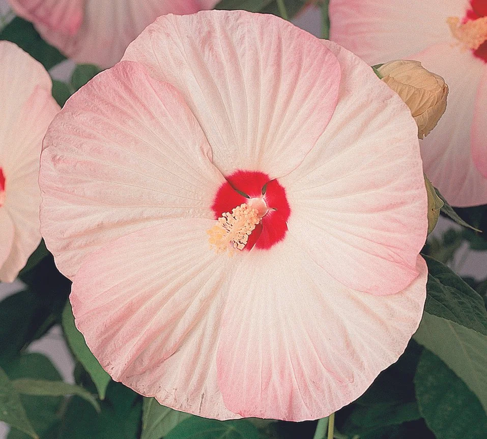 Hibiscus F1 Nippon Blush