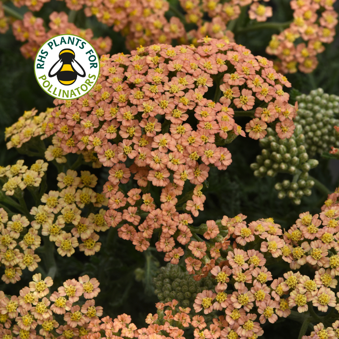 Achillea New Vintage Terracotta