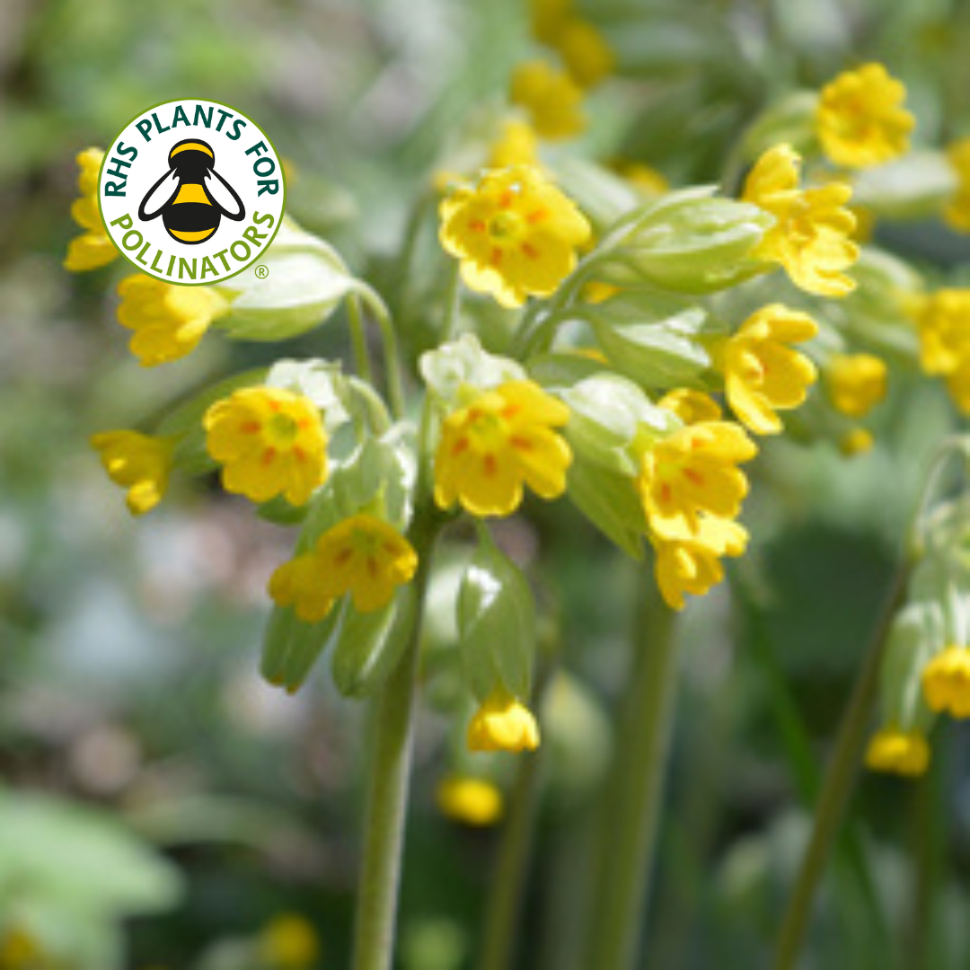 Wildflower - Cowslip