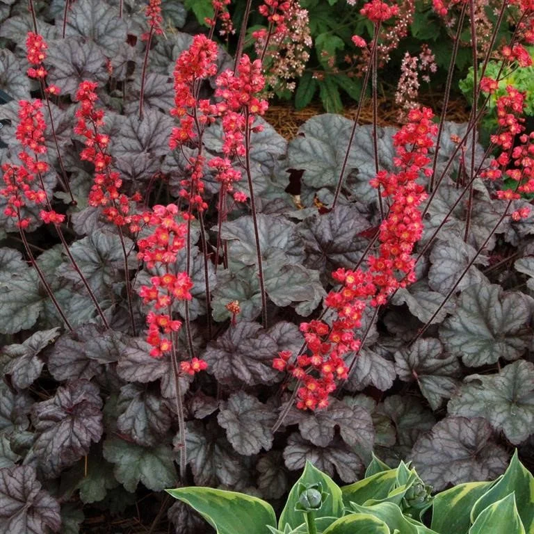 Heuchera Hollywood