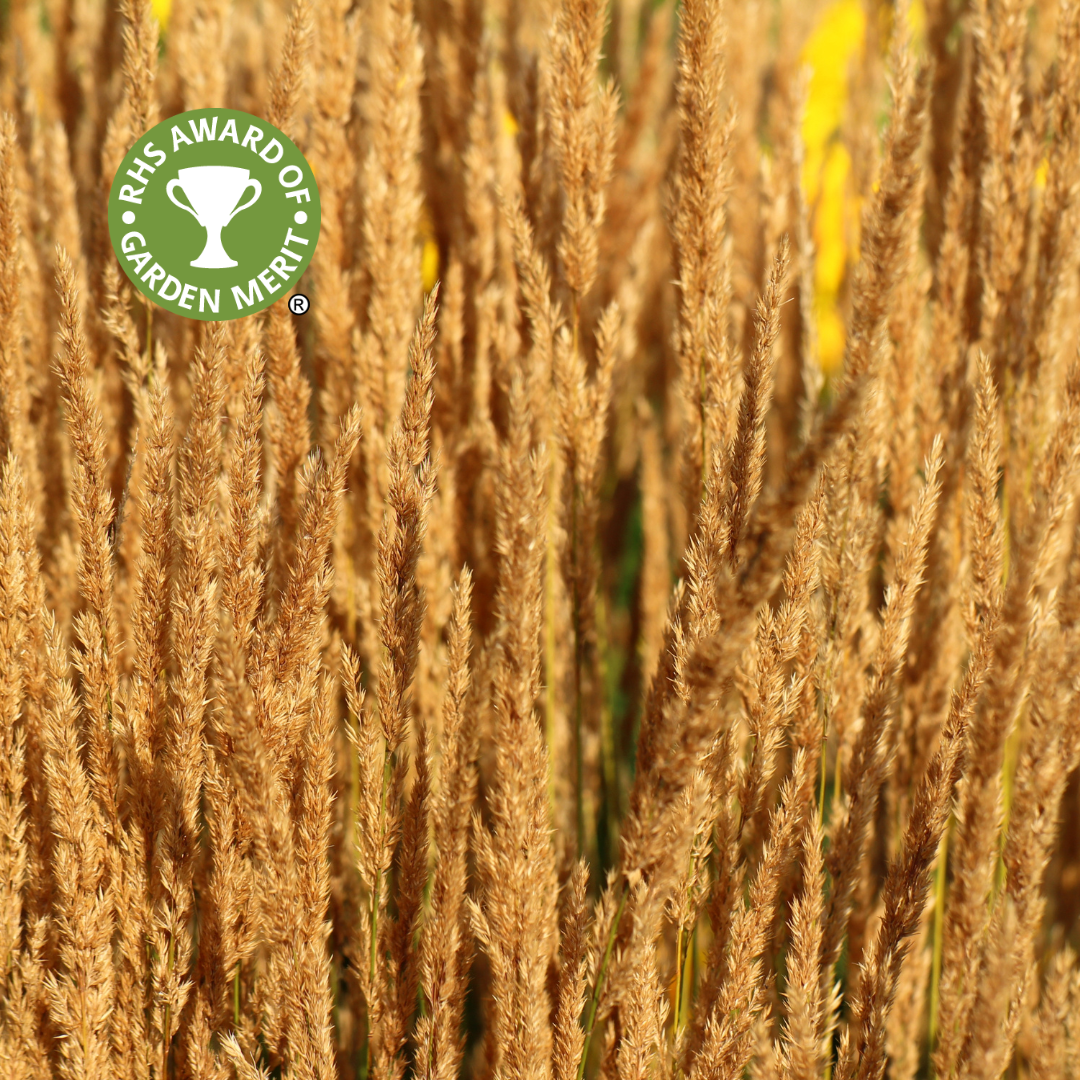 Calamagrotis Karl Foerster