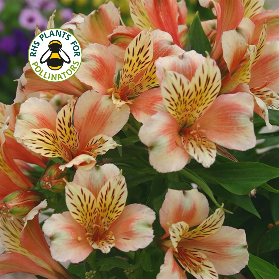 Alstroemeria Inca Husky
