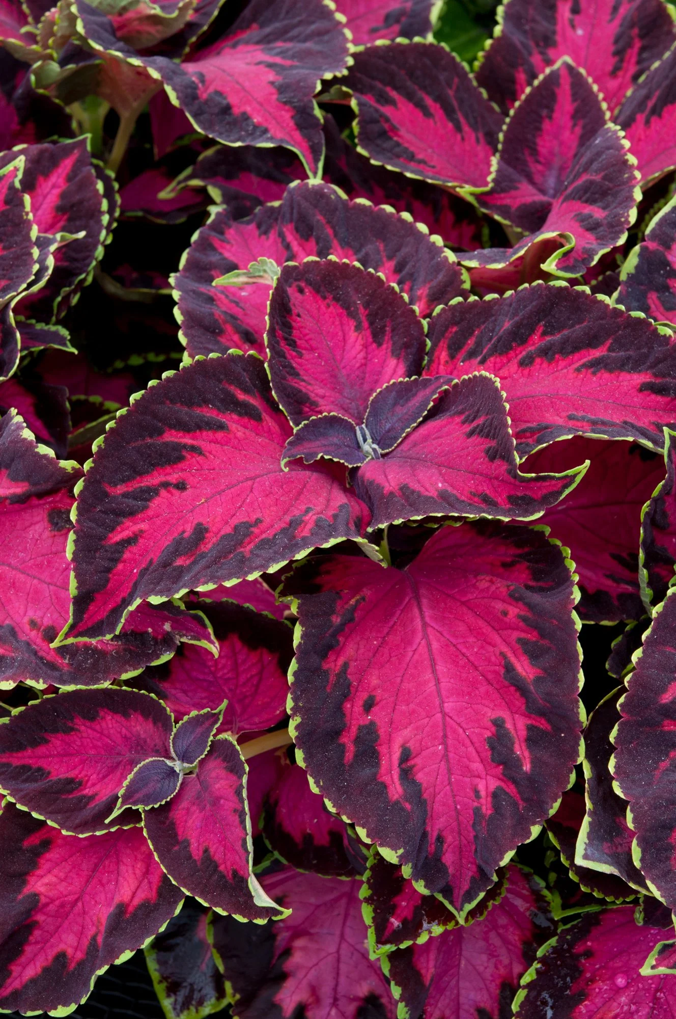 Coleus Sun Chocolate Covered Cherry