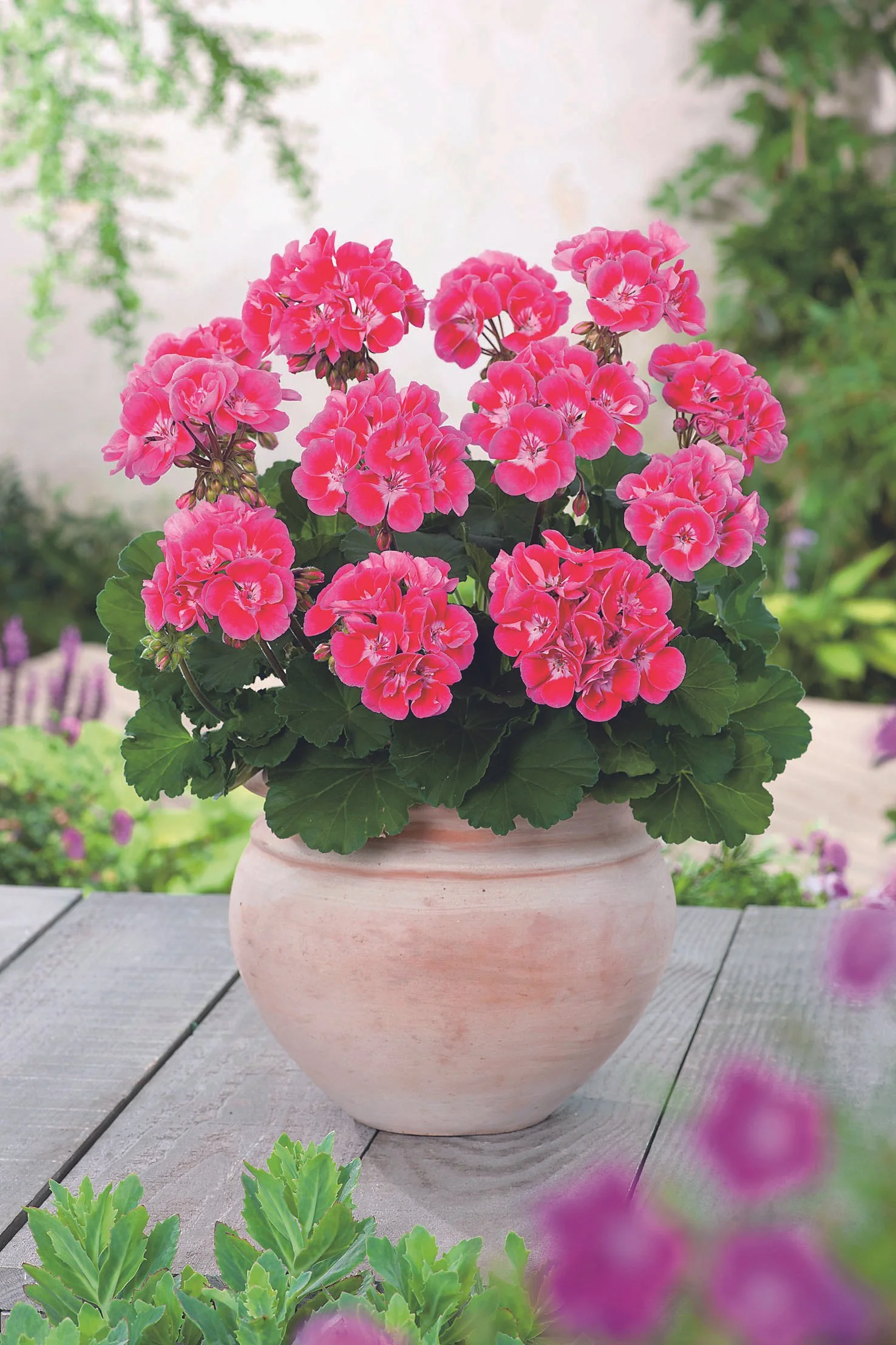 Geranium/Pelargonium Grandeur Dark Raspberry