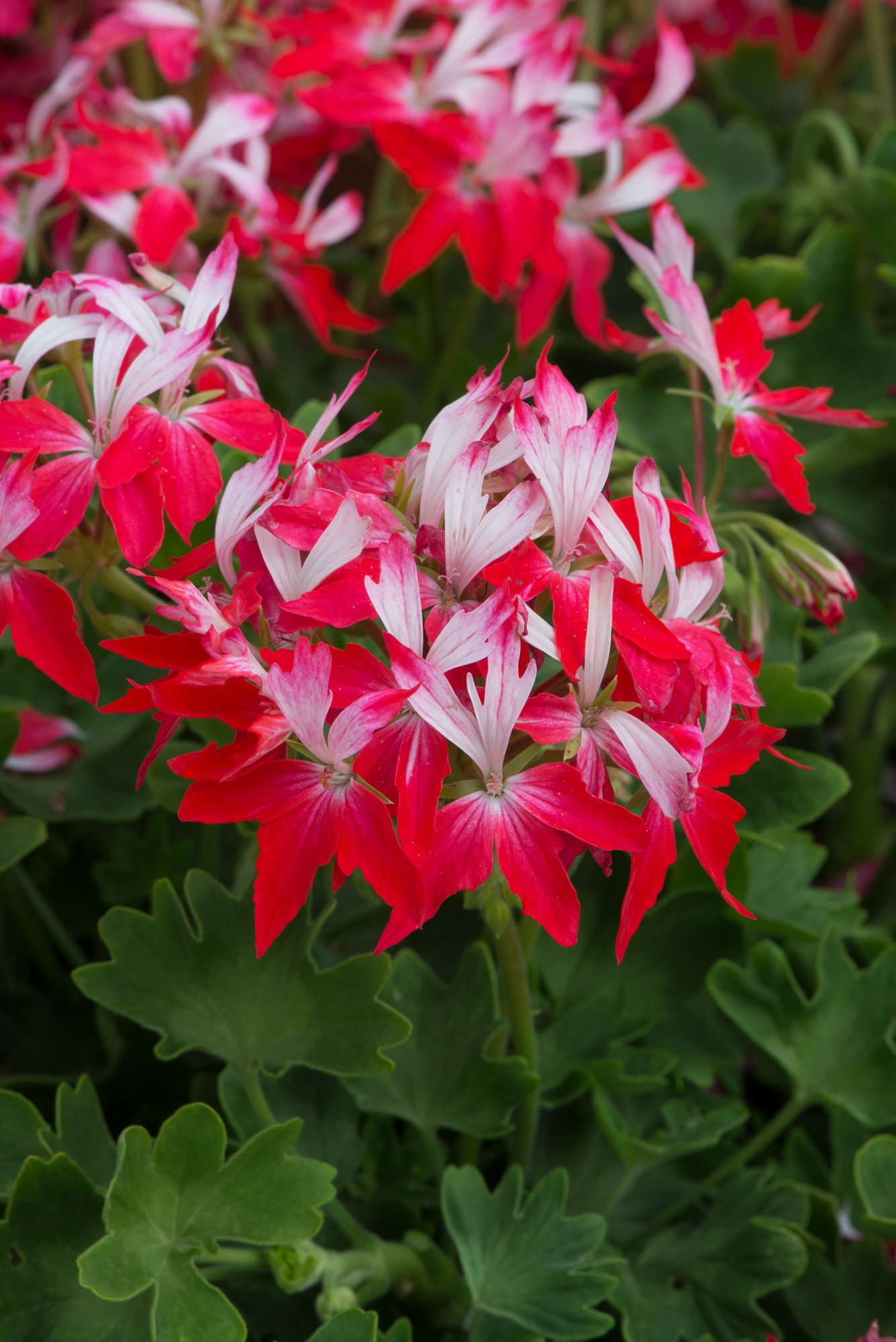 Geranium/Pelargonium Summer Twist Red White