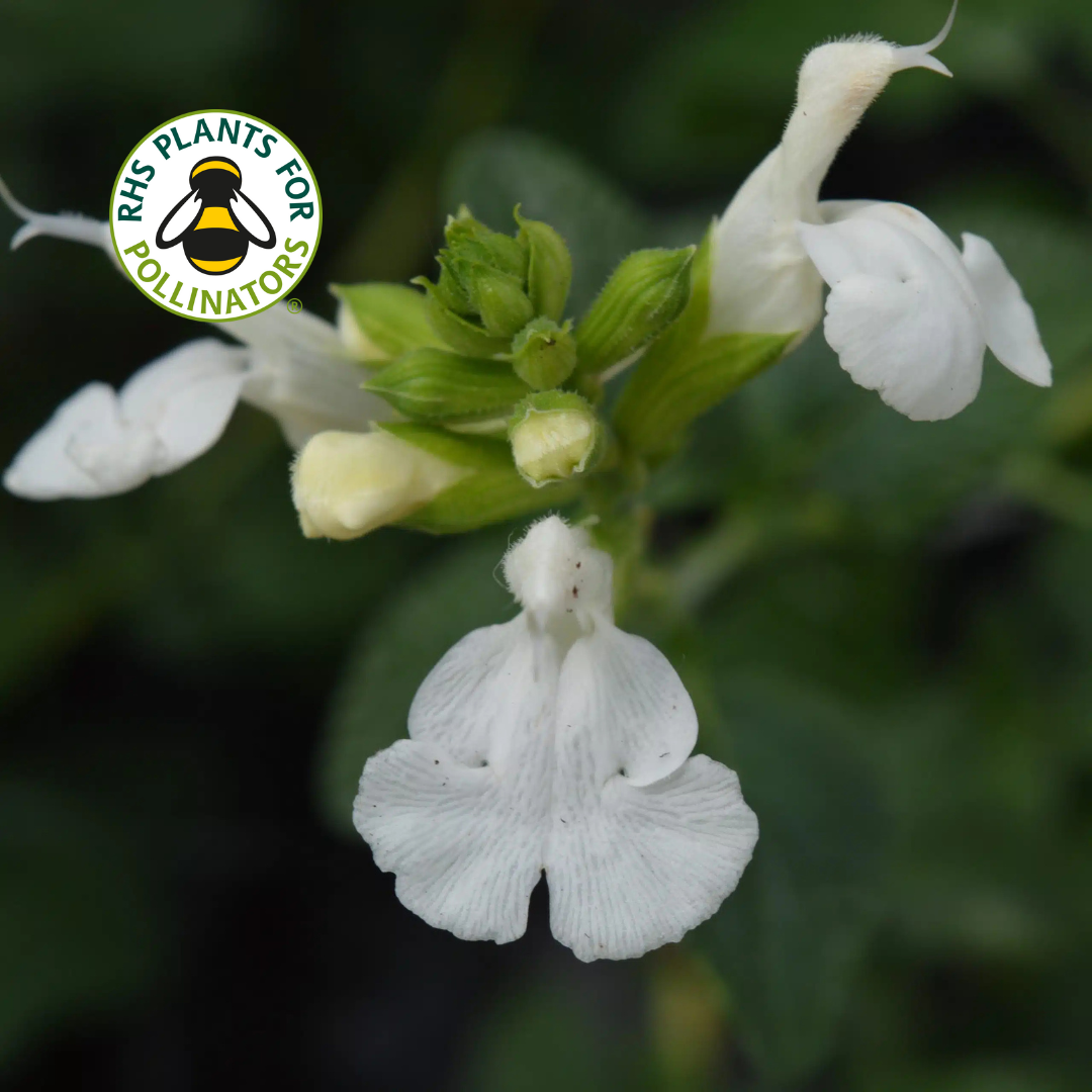 Salvia Chalk White