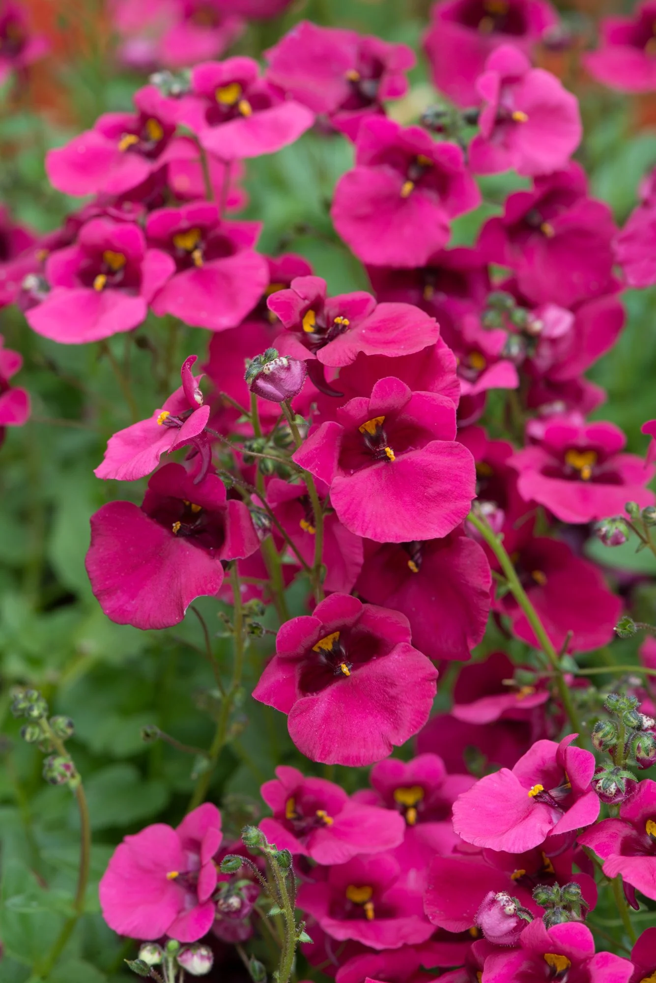 Diascia Diamond Fuchsia