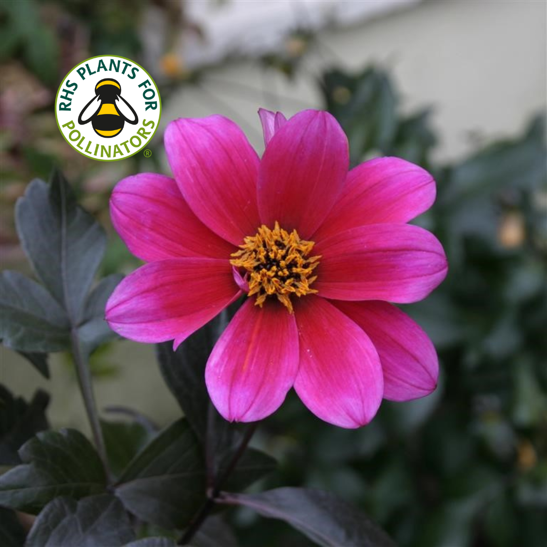 Dahlia Bishop of Canterbury