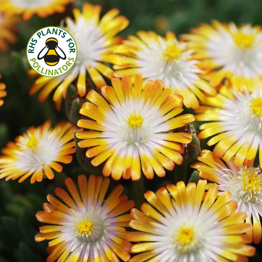 Delosperma Jewel of Desert Topaz