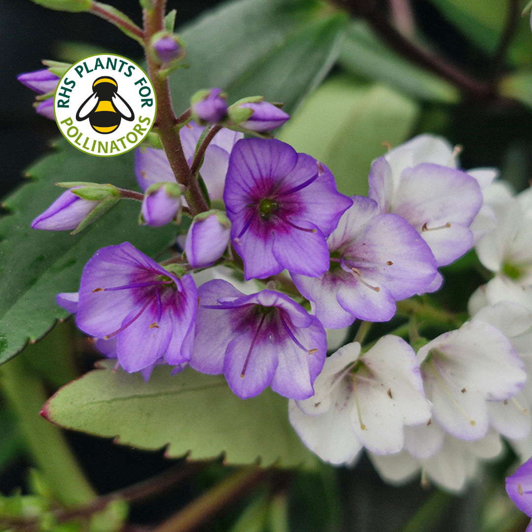 Parahebe Blue Avalanche