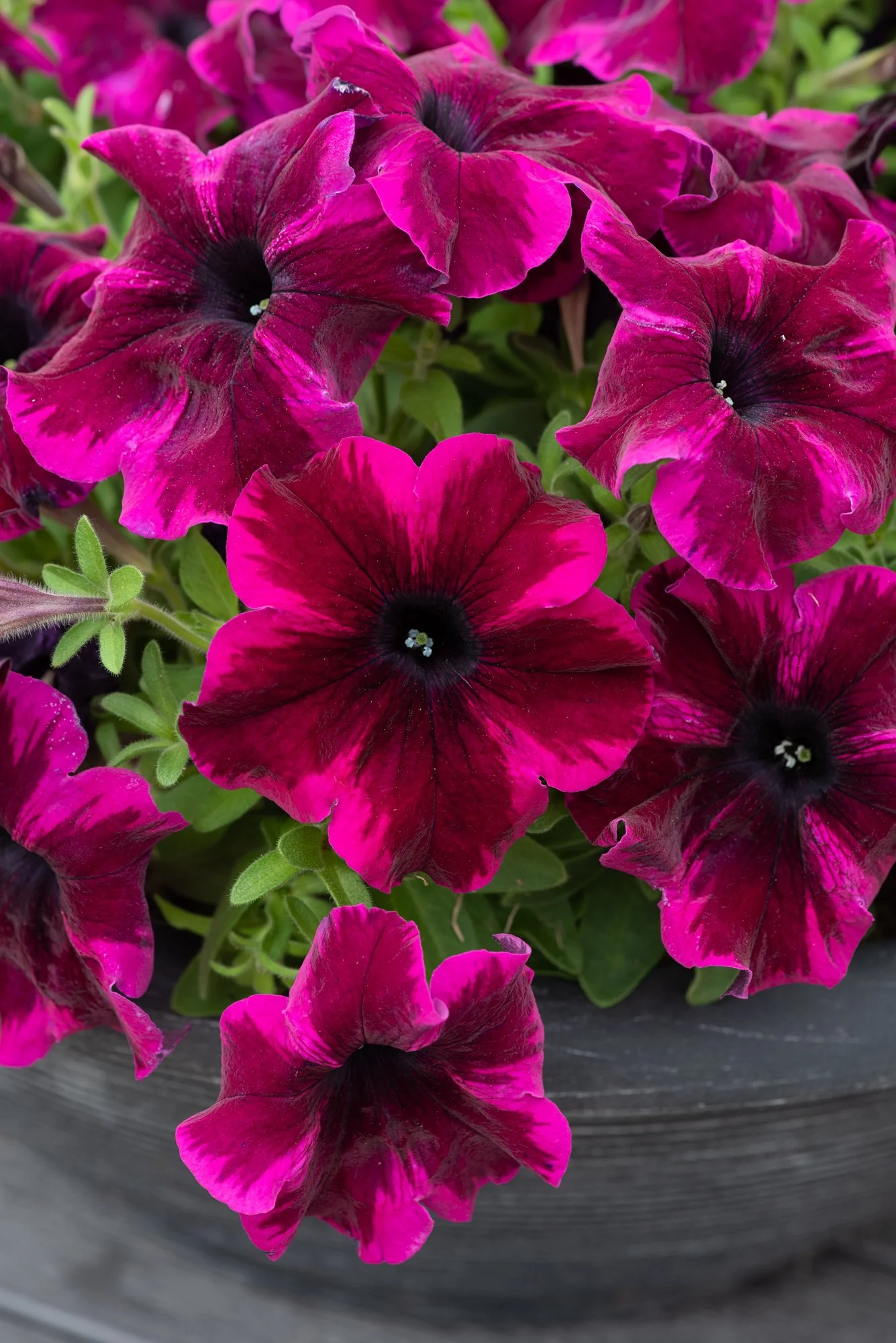 Petunia Go!Tunia Cosmic Purple