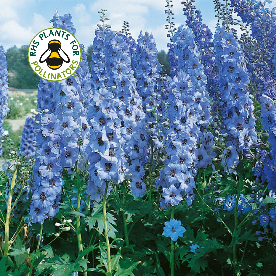 Delphinium Pacific Giant Blue Jay