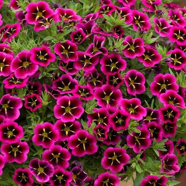 Calibrachoa Cabaret Goodnight Kiss