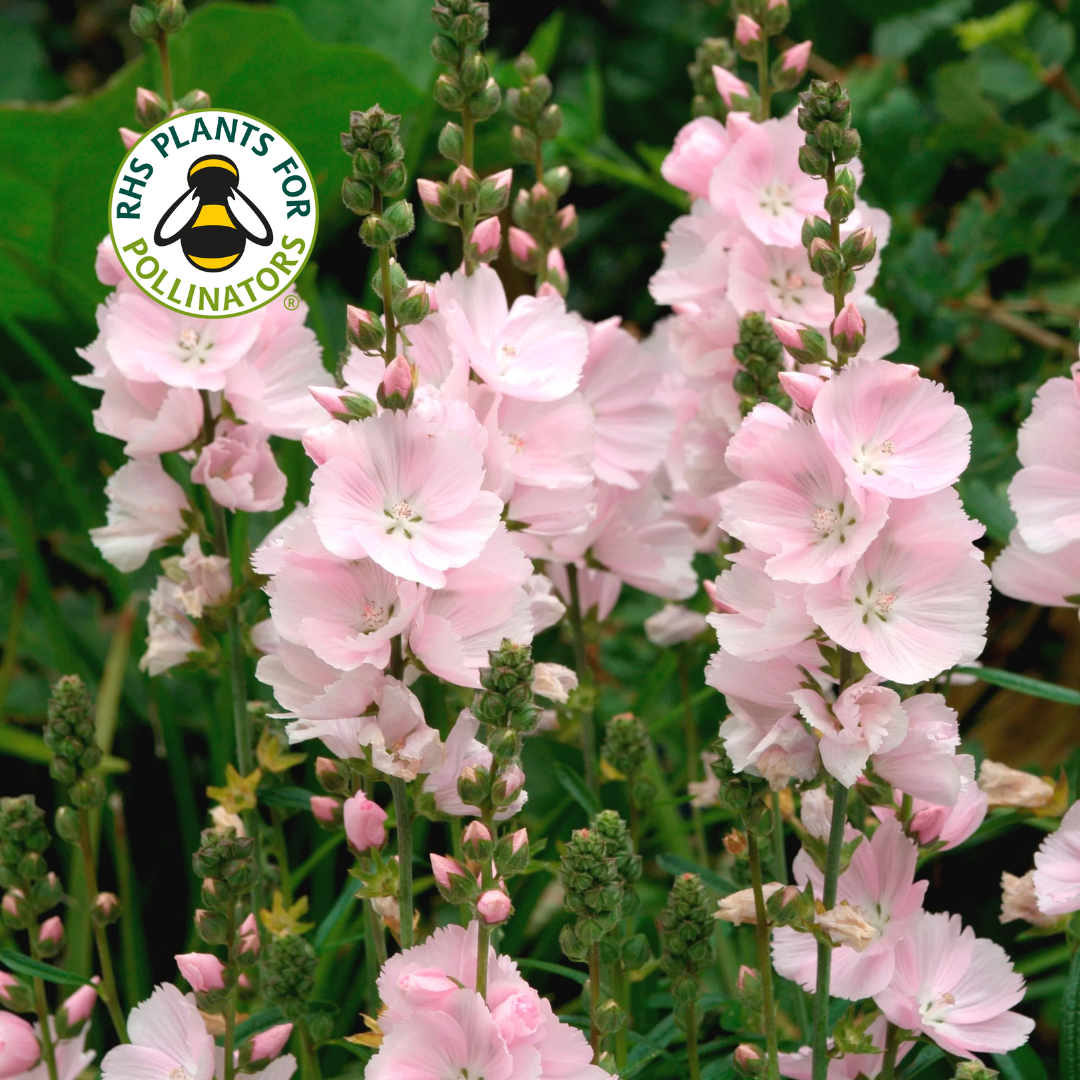 Sidalcea Little Princess