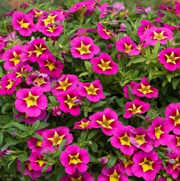 Calibrachoa Cabaret Bumble Bee Hot Pink