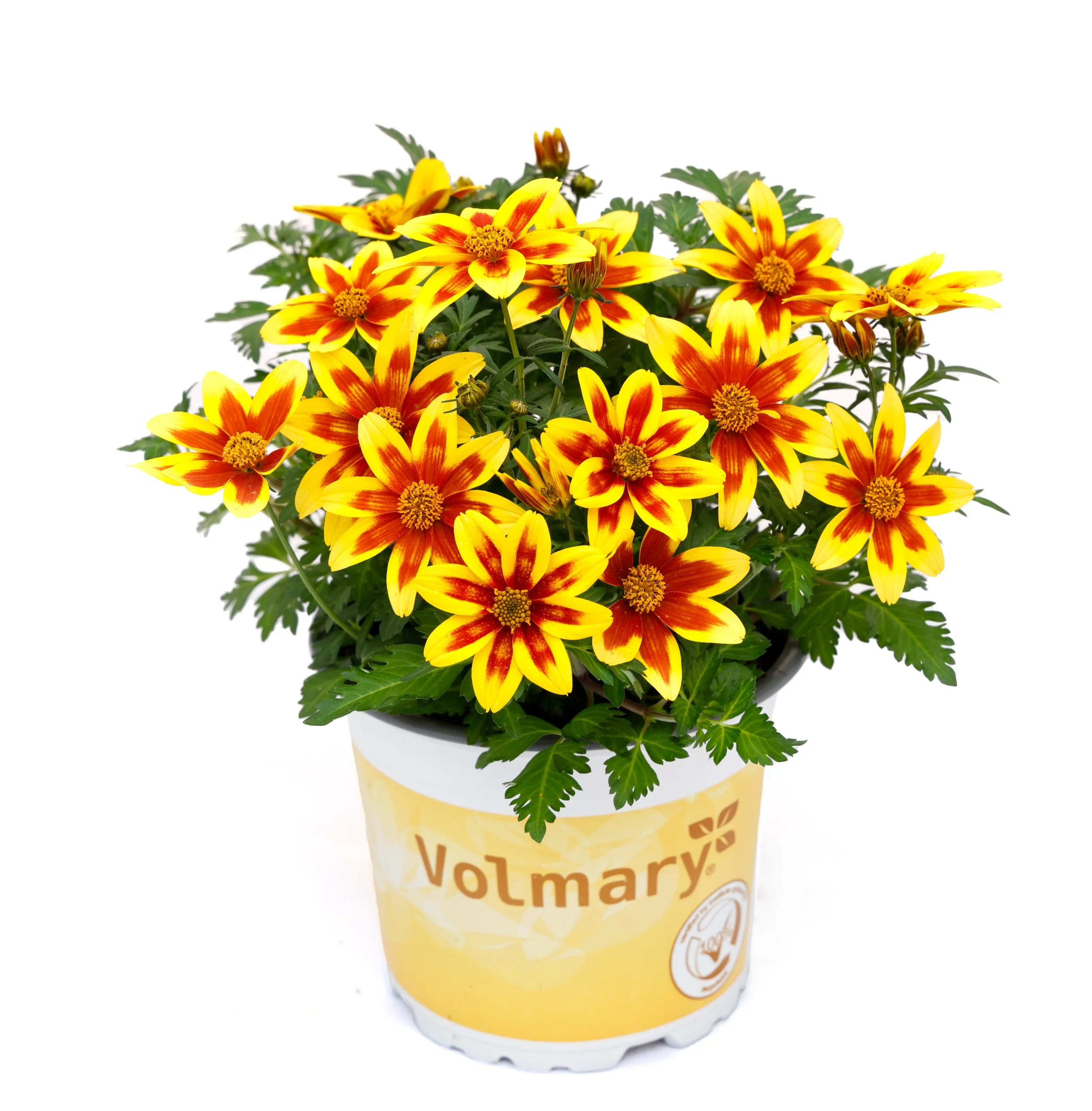 Bidens Taka Tuka Sun Red Star