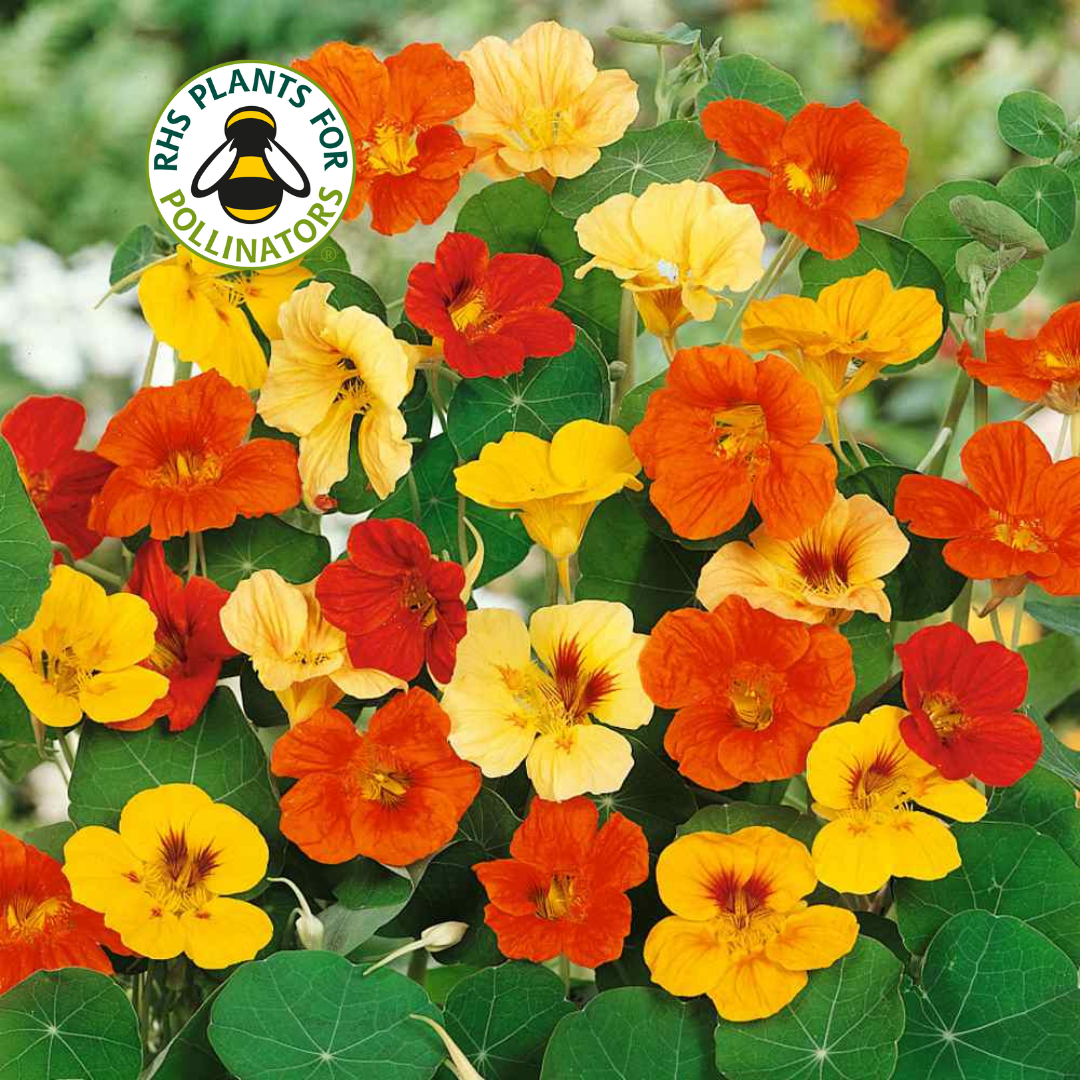 
Nasturtium Jewel Mixed
