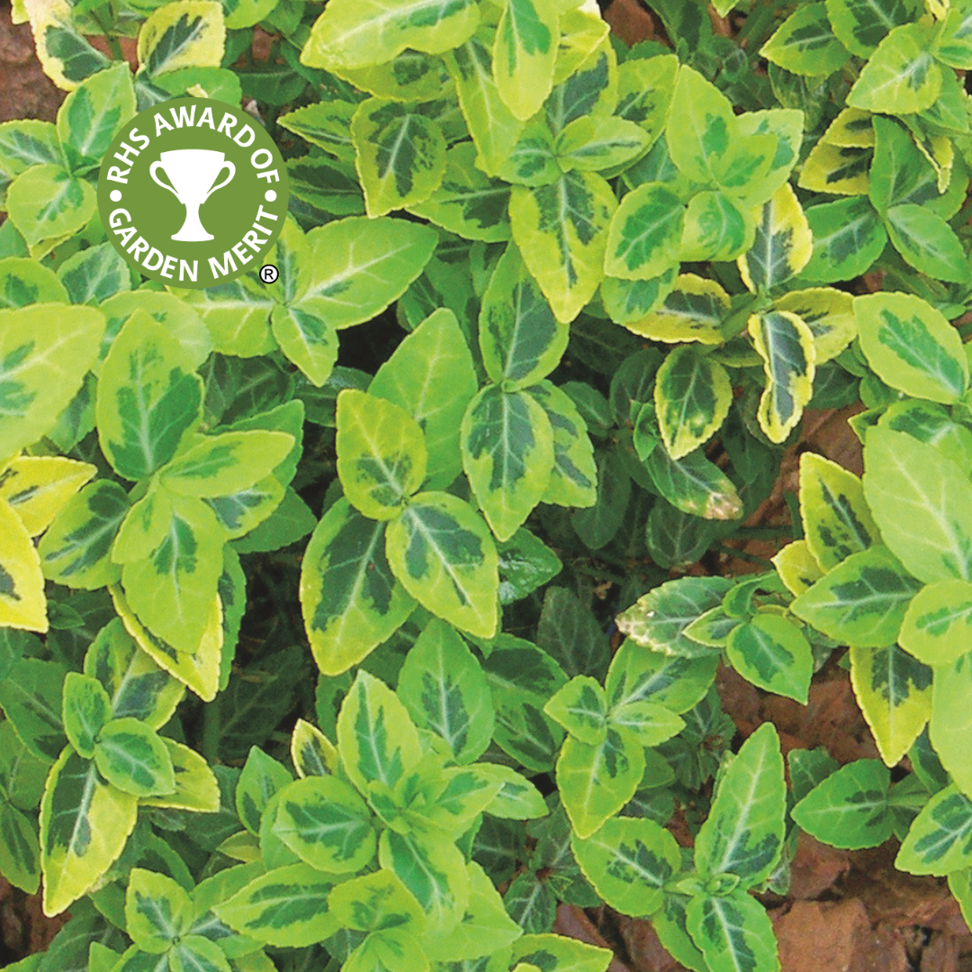 Euonymus Emerald Gold