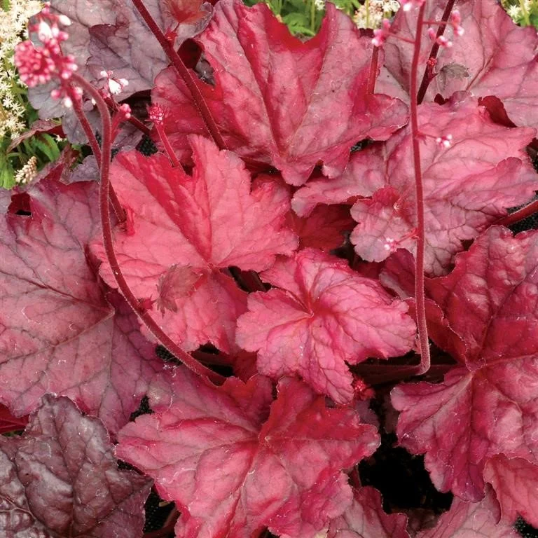 Heuchera Fire Chief