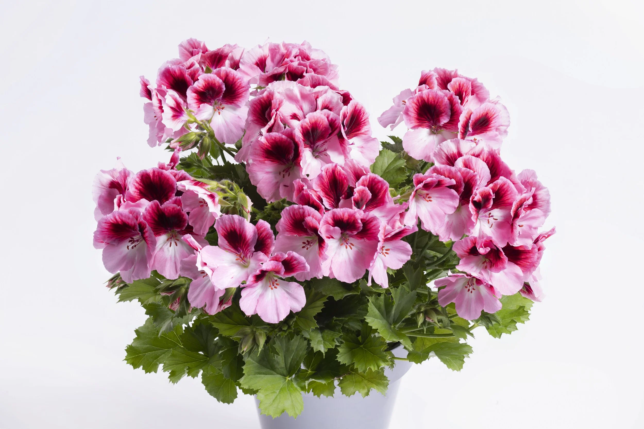 Geranium/Pelargonium Aristo Romance