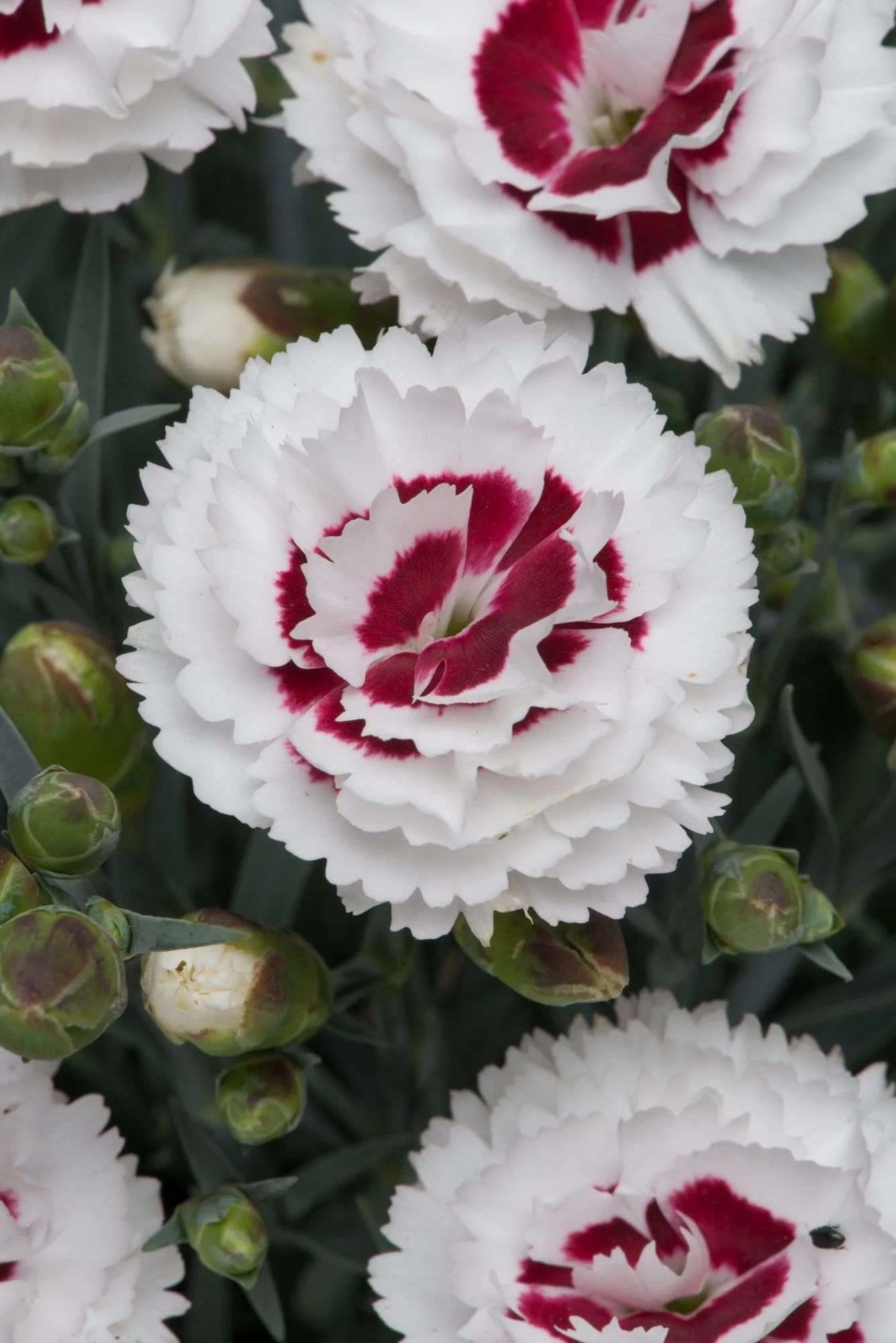 Dianthus Scent First Coconut Sundae