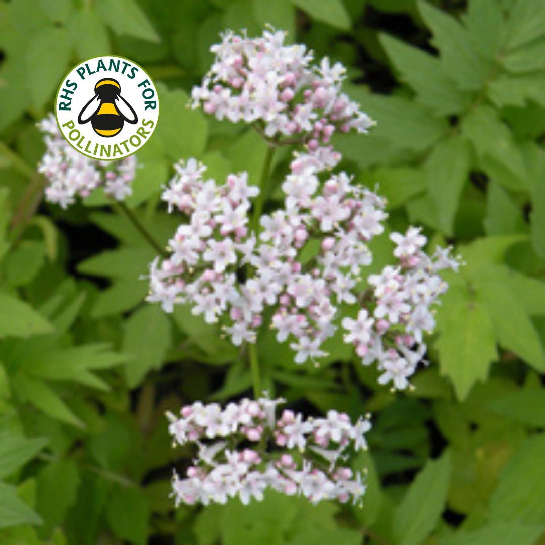 Wildflower - Valerian