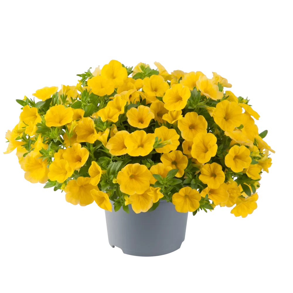 Calibrachoa Cabaret Bright Yellow
