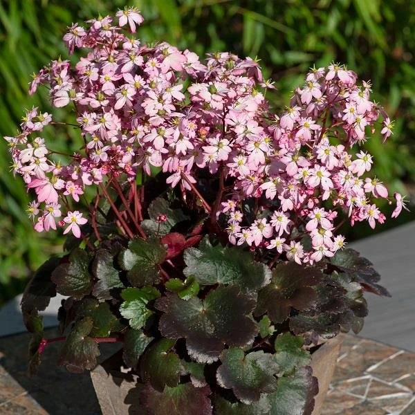 Saxifraga Dancing Pixies Tilda