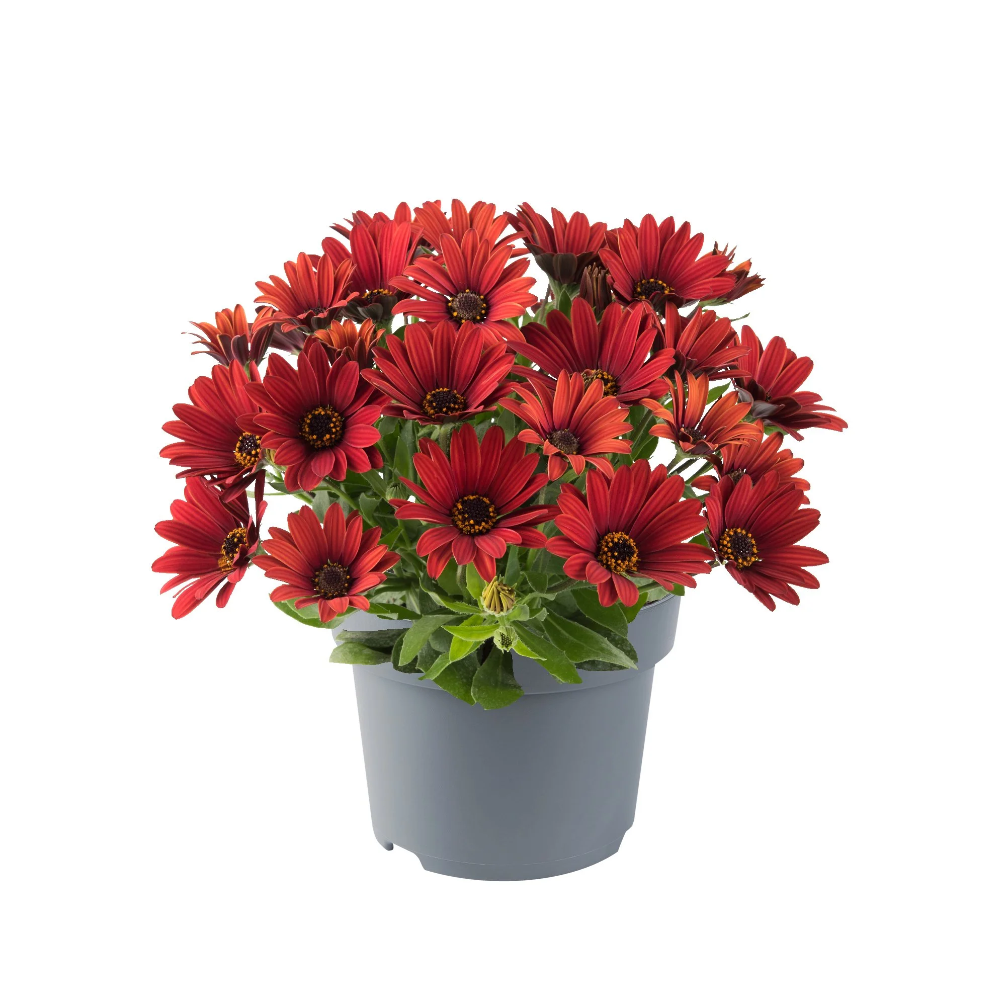 Osteospermum Dalina Compact Red
