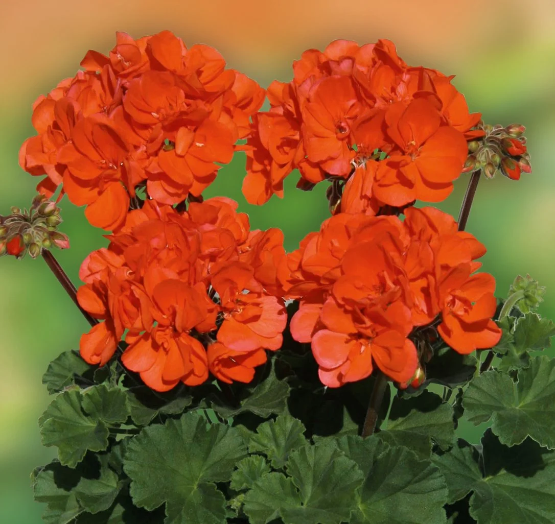 Geranium/Pelargonium Grandeur Dark Coral