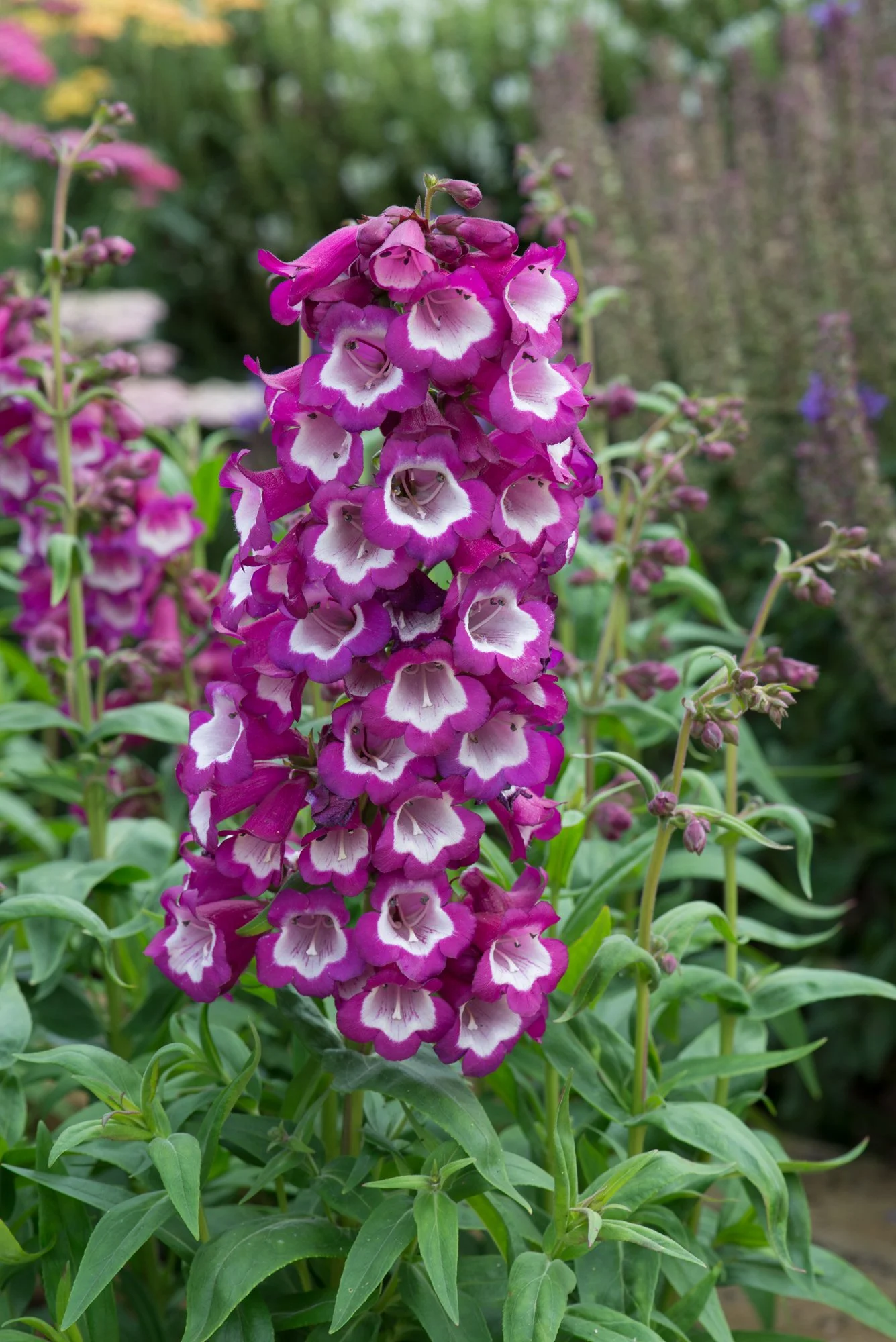 Penstemon Arabesque Violet