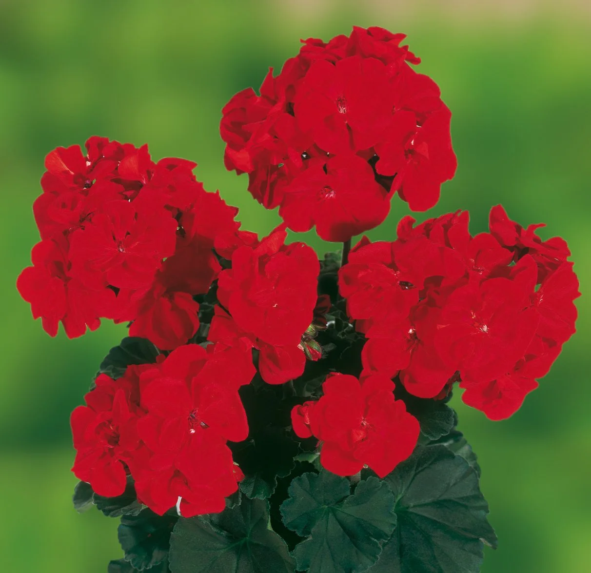 Geranium/Pelargonium Grandeur Dark Bright Red