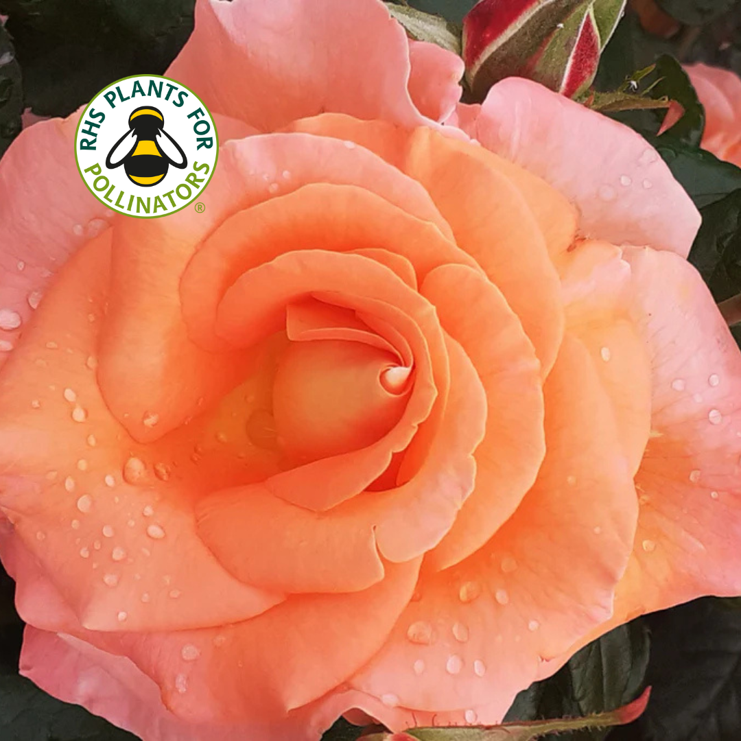 Rose Fragrant Delight