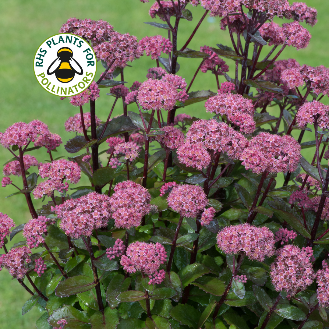 Sedum Hot Stuff