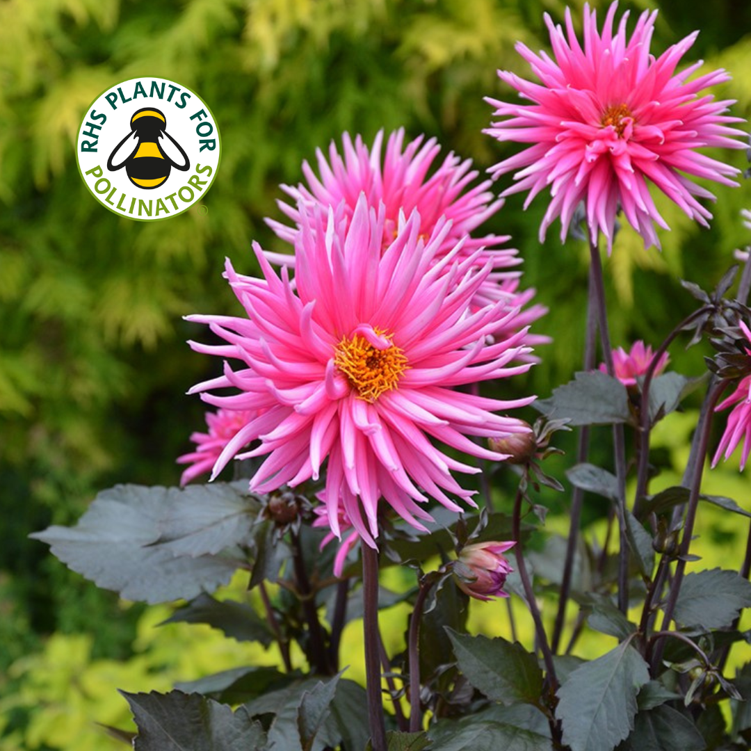 Dahlia Electro Pink