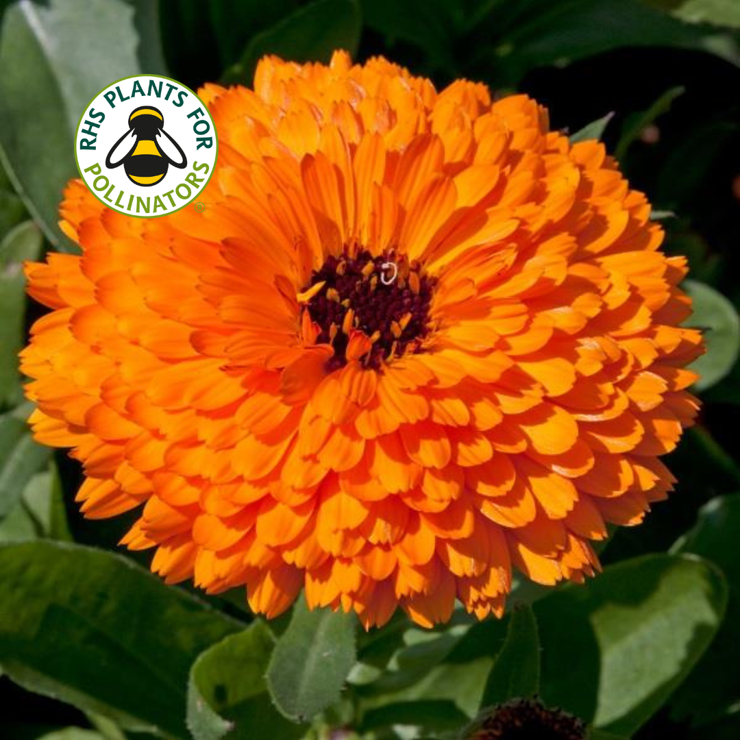 Calendula Orange Fiesta