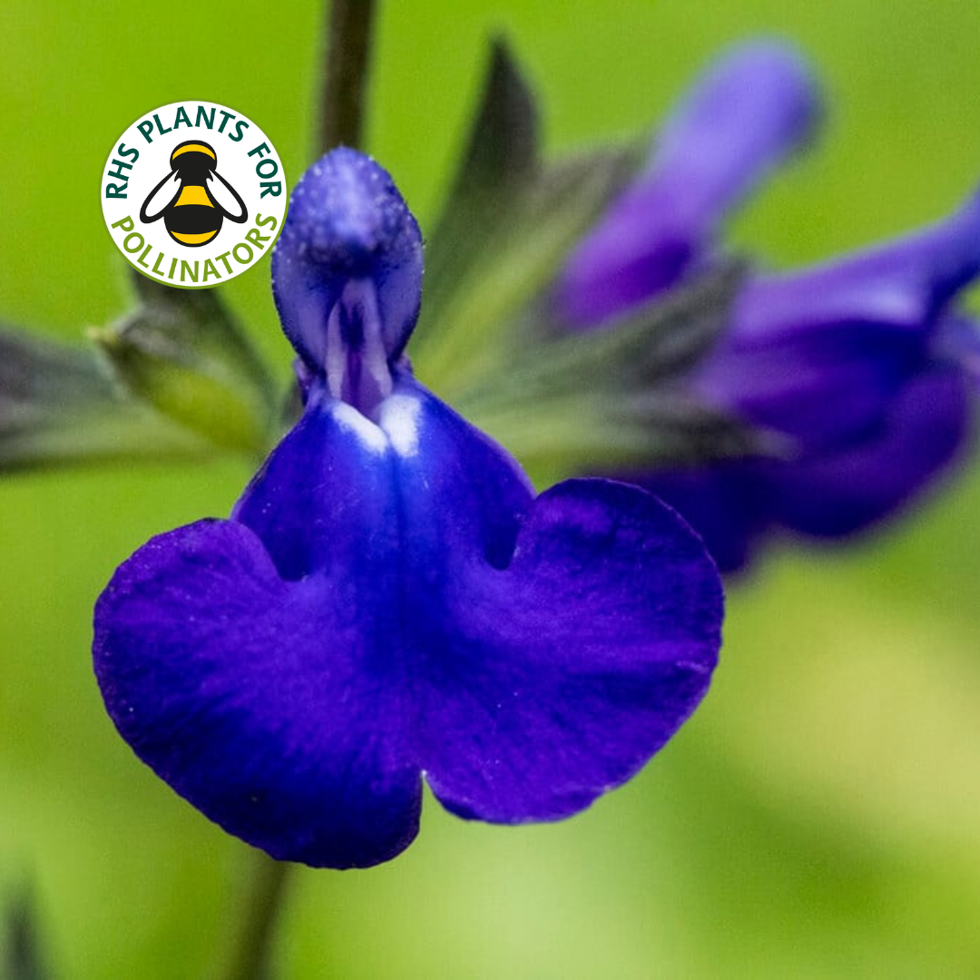 Salvia Blue Monrovia