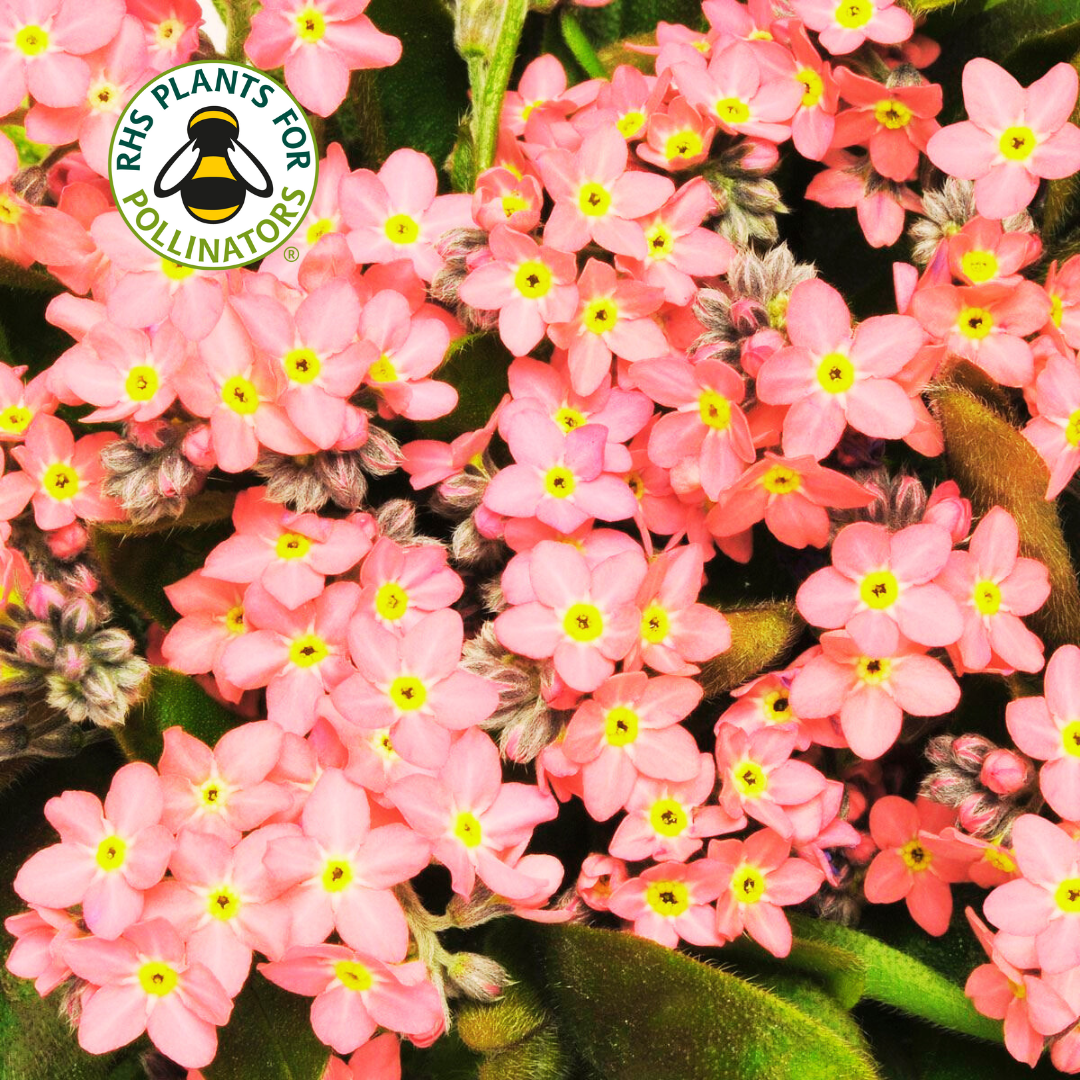 Myosotis Sylvia Rose